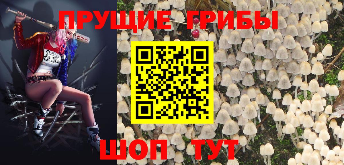 Псилоцибиновые грибы GOLDEN TEACHER Луга