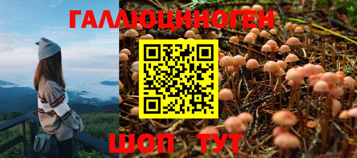 Галлюциногенные грибы Psilocybine cubensis  Псилоцибиновые грибы мицелий  Луга  Вход с VPN 